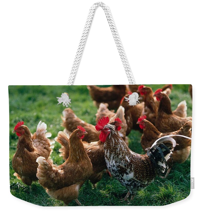 Estock Weekender Tote Bag featuring the digital art Cock And Chickens by Reinhard Schmid