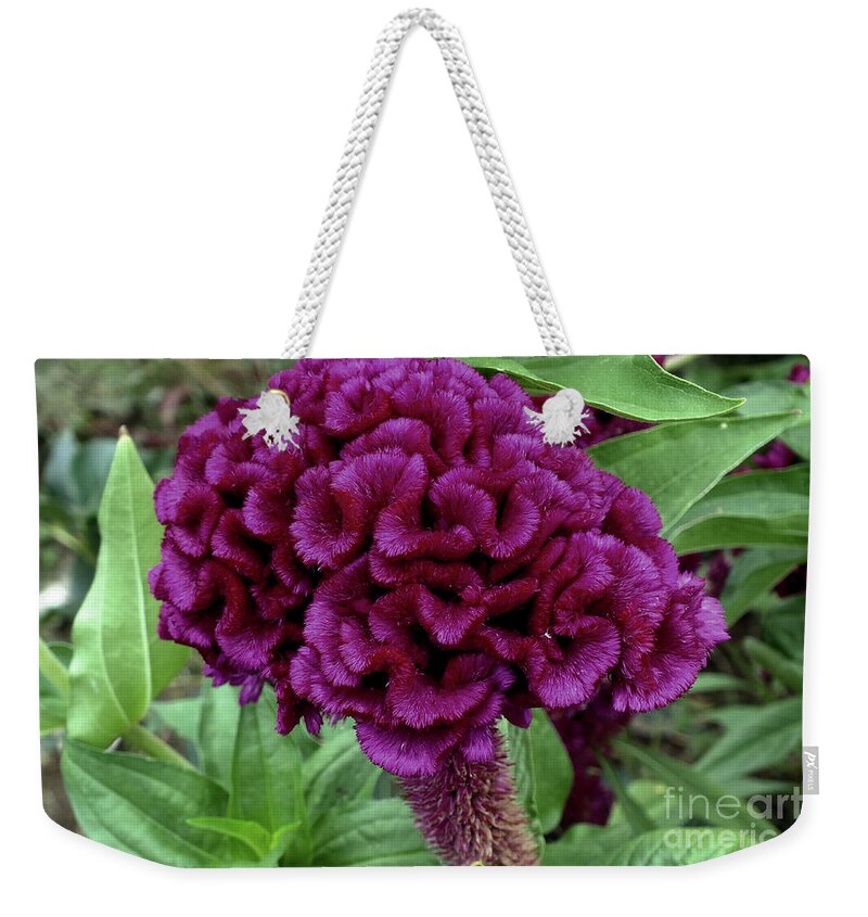 Cockscomb Weekender Tote Bag featuring the digital art Cockscomb by Yenni Harrison