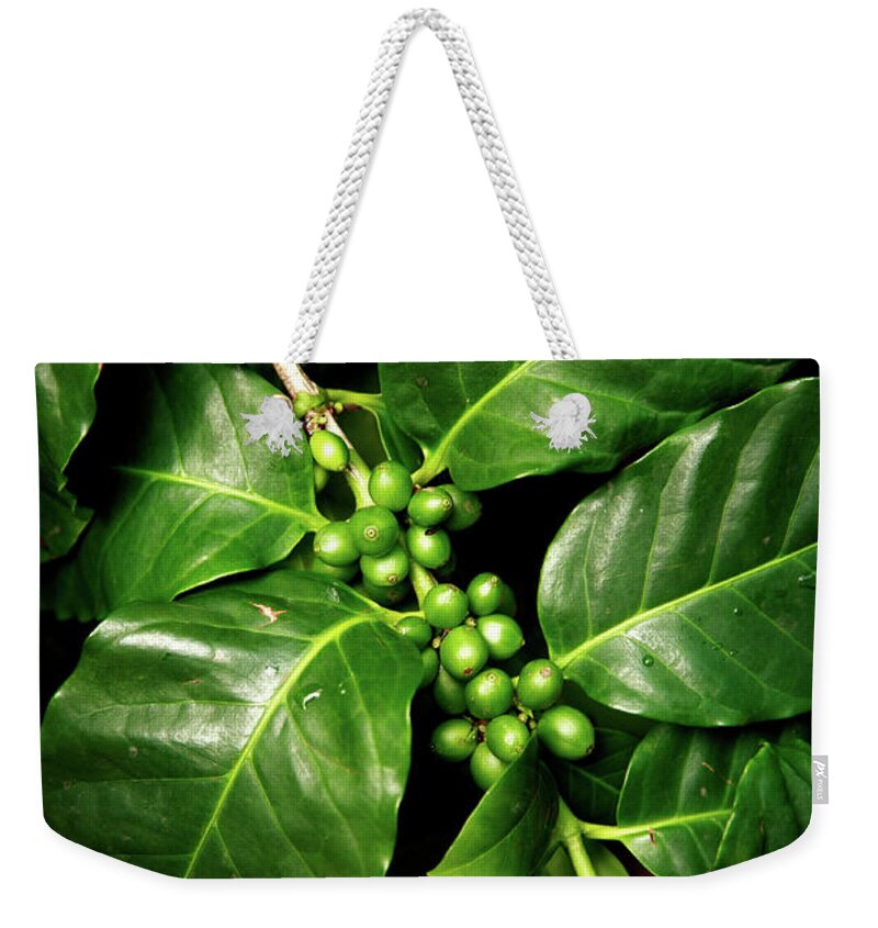 Tropical Tree Weekender Tote Bag featuring the photograph Coffee Beans by Thepalmer
