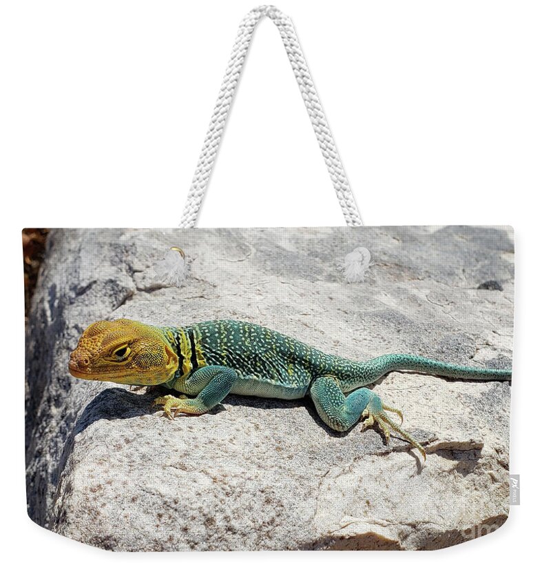 Colorado Weekender Tote Bag featuring the photograph Collared Lizard by Julia McHugh