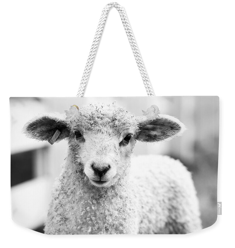 Sheep Weekender Tote Bag featuring the photograph Colonial Lamb by Rachel Morrison