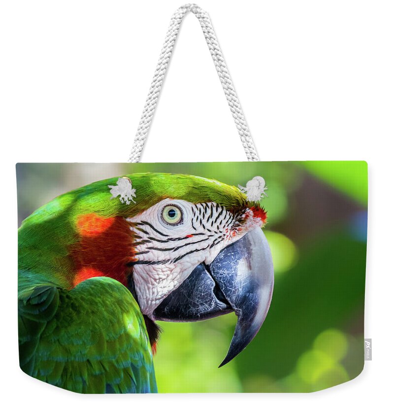 Ambient Light Weekender Tote Bag featuring the photograph Colorful Parrot in Bright Sunlight 2 by Liesl Walsh