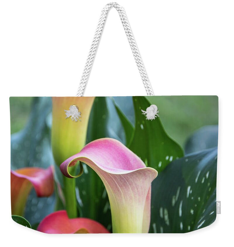 Spring Flowers Weekender Tote Bag featuring the photograph Colorful Spring Flowers by James Woody