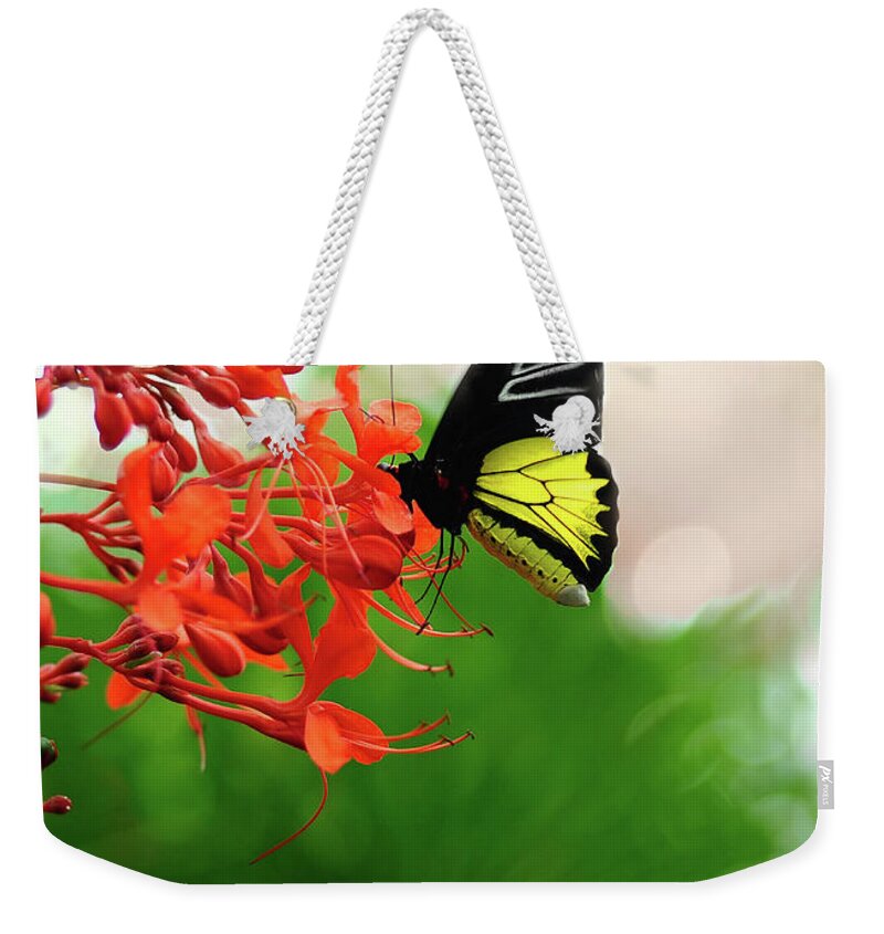 Butterfly Weekender Tote Bag featuring the photograph Common Birdwing by Elaine Manley
