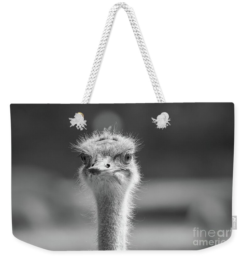Common Ostrich Weekender Tote Bag featuring the photograph Common Ostrich Portrait by Eva Lechner