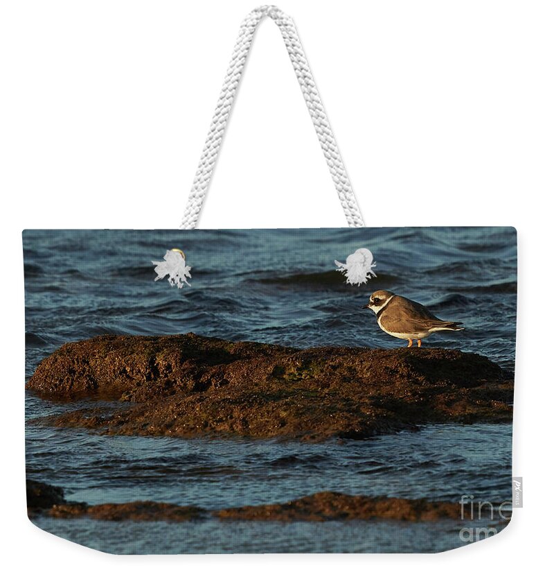 Outdoors Weekender Tote Bag featuring the photograph Common Ringed Plover Charadrius hiaticula La Caleta Beach Cadiz by Pablo Avanzini