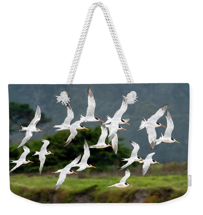 Terns Weekender Tote Bag featuring the photograph Common Tern Fly-By by Judi Dressler