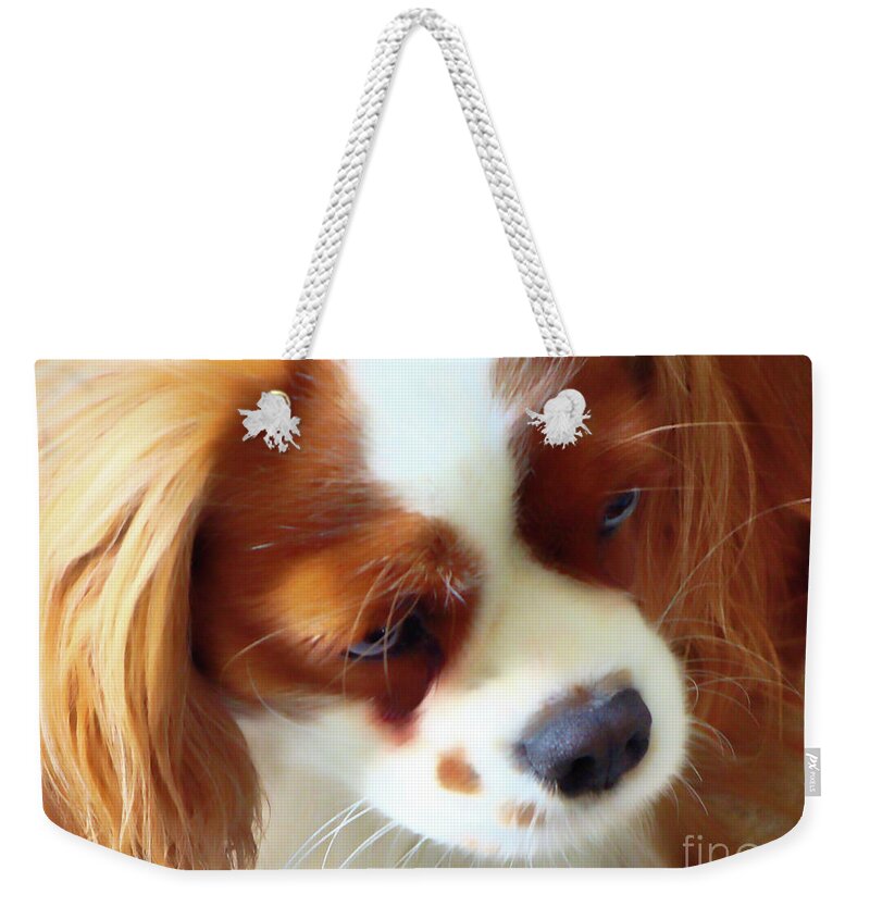 King Charles Cavalier Spaniel.spaniel Weekender Tote Bag featuring the photograph Contemplation by Amy Dundon