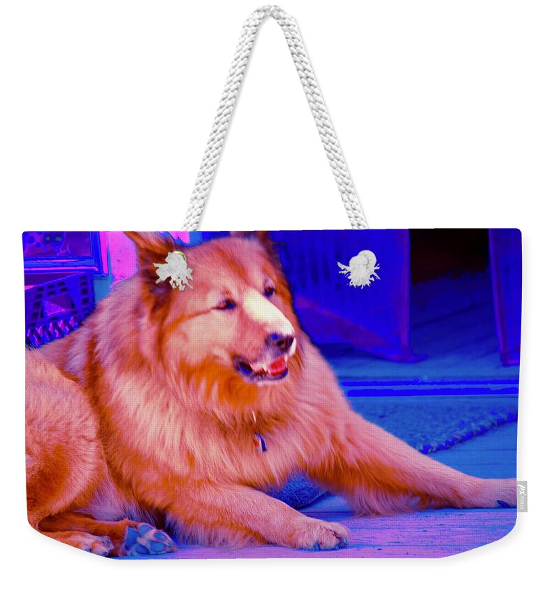 Cool Dog Weekender Tote Bag featuring the photograph Cool Dog by Debra Grace Addison