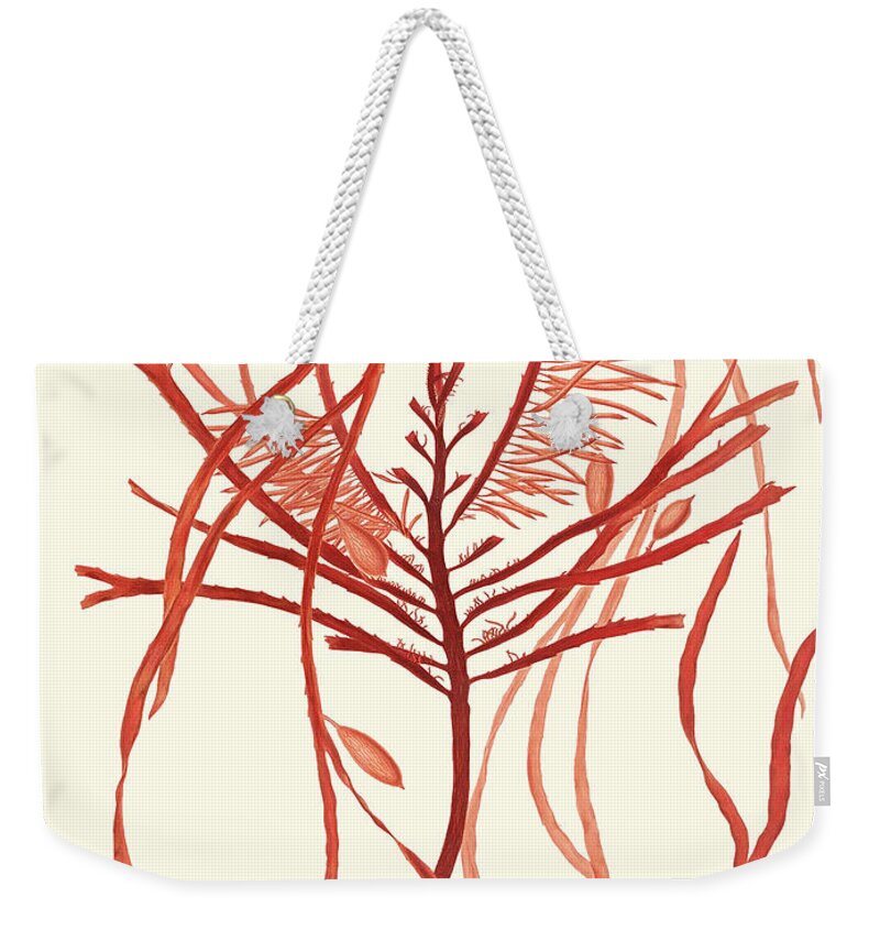 Coastal & Tropical+animals & Nature+sea Life Weekender Tote Bag featuring the painting Coral Seaweed I by Vision Studio