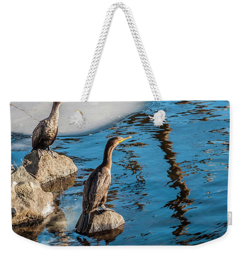 Birds Weekender Tote Bag featuring the photograph Cormorants On The Rocks by Cathy Kovarik