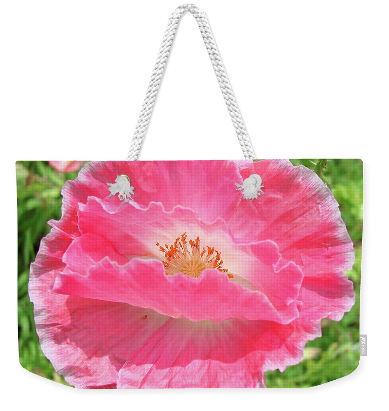 Papaver Rhoeas Weekender Tote Bag featuring the photograph Corn Poppy 7 by Amy E Fraser