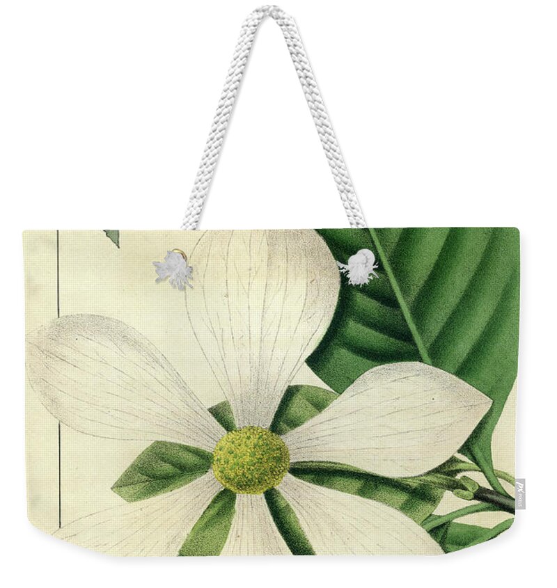 Pacific Dogwood Weekender Tote Bag featuring the drawing Cornus Nuttallii by Unknown