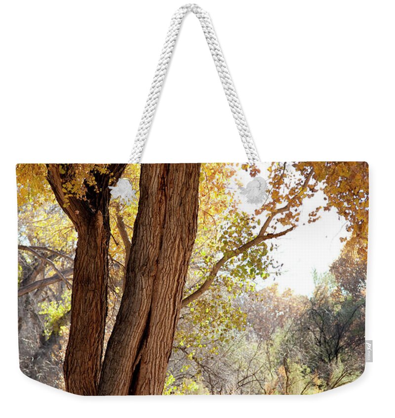 Scenics Weekender Tote Bag featuring the photograph Cottonwood Tree In Fall, New Mexico, Usa by Duckycards