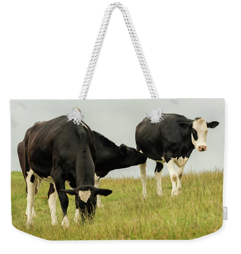 Country Weekender Tote Bag featuring the photograph Country Cows by Andy Amos