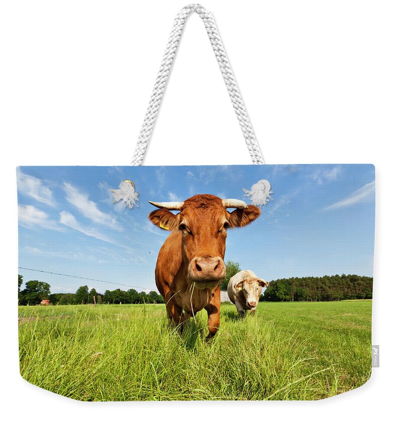 Horned Weekender Tote Bag featuring the photograph Cow by Cinoby