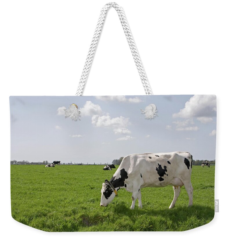 Grass Weekender Tote Bag featuring the photograph Cow Eating Grass On Farm Land by Ebrink