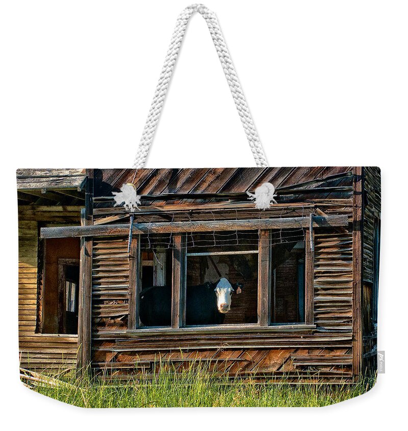 Cow Weekender Tote Bag featuring the photograph Cow in Living Room by Ed Broberg