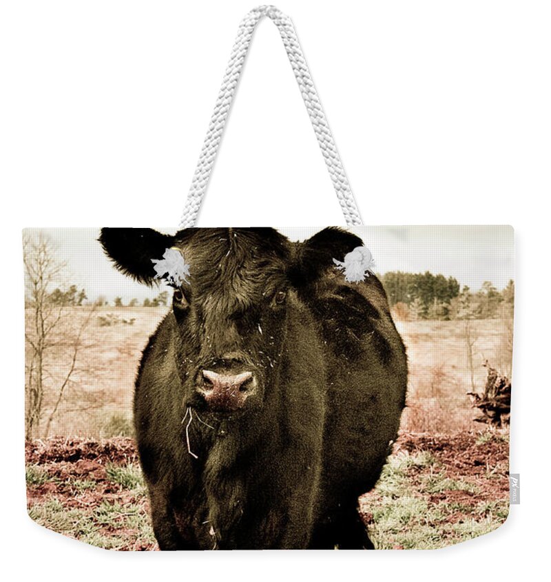 Animals Weekender Tote Bag featuring the photograph Cow in the Winter Pasture by Gray Artus