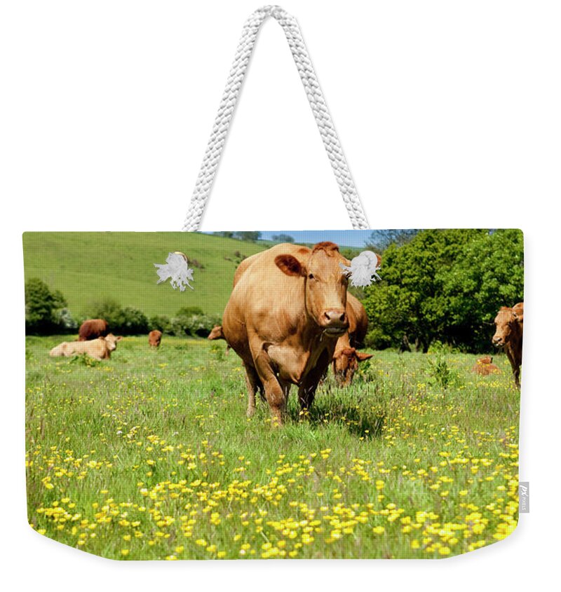 Grass Weekender Tote Bag featuring the photograph Cow by Lockiecurrie