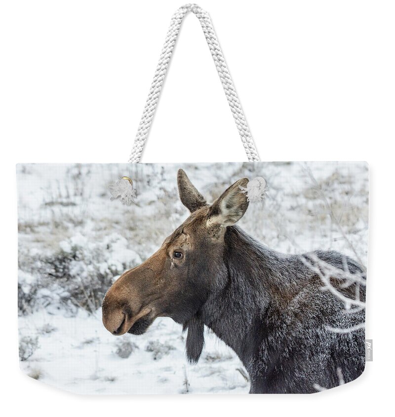Moose Weekender Tote Bag featuring the photograph Cow Moose on Frosty Morning by Stephen Johnson
