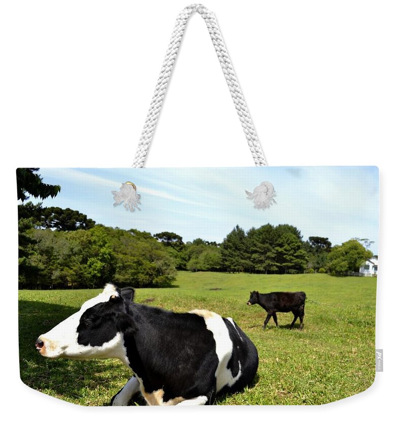 Grass Weekender Tote Bag featuring the photograph Cow Sitting On Grass by Radamés Manosso