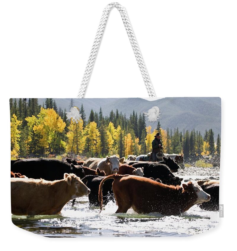 People Weekender Tote Bag featuring the photograph Cowboy Herding Cattle Across River by Design Pics/carson Ganci