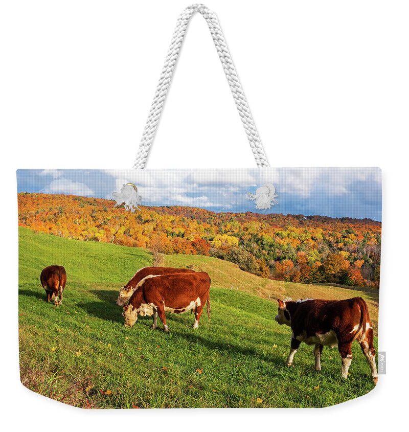 Reading Weekender Tote Bag featuring the photograph Cows Grazing on the Hillside Jenne Farm Reading VT Fall Foliage Mountain by Toby McGuire