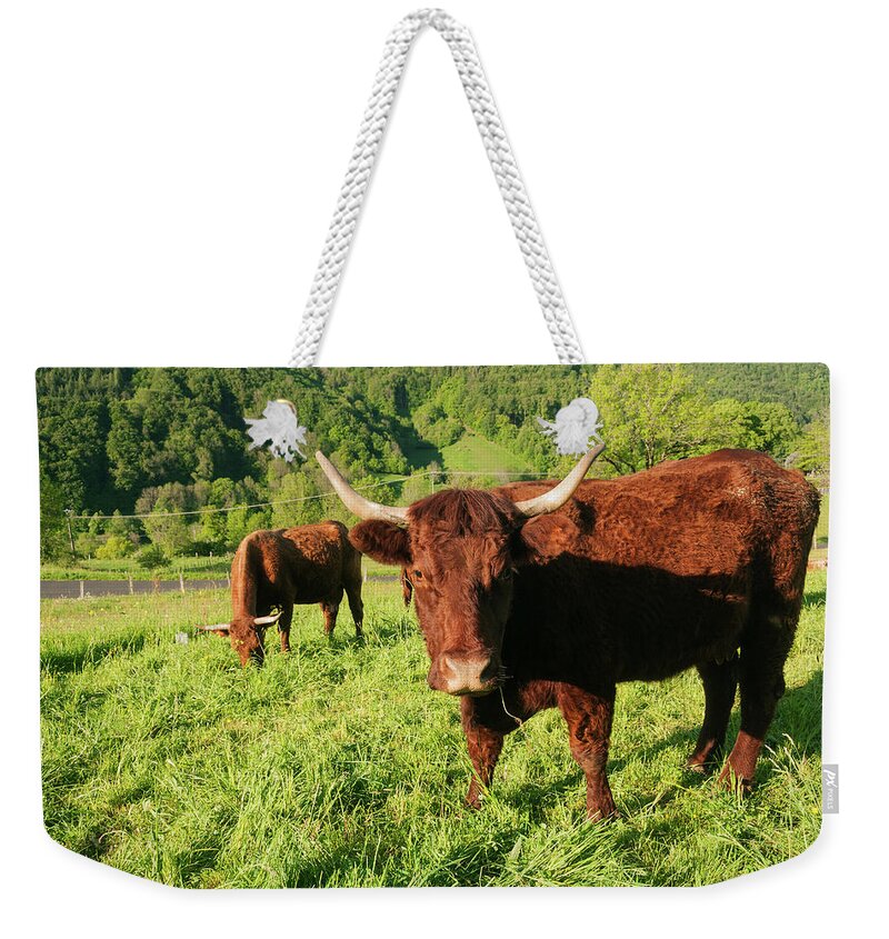 Tranquility Weekender Tote Bag featuring the photograph Cows In Pasture by John Elk Iii