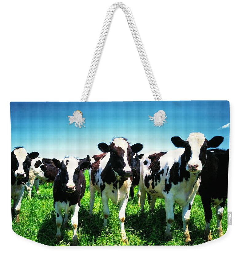Hokkaido Weekender Tote Bag featuring the photograph Cows In The Field, Betsukai Town by Gyro Photography/amanaimagesrf