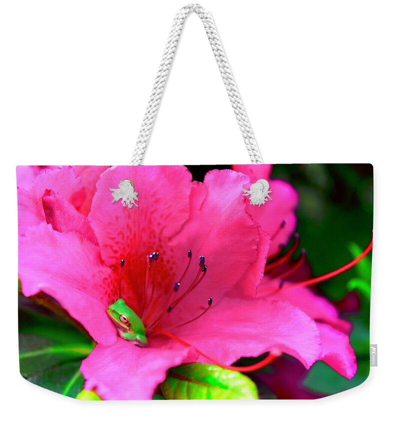 Photography Weekender Tote Bag featuring the photograph Cozy Frog by Debra Grace Addison