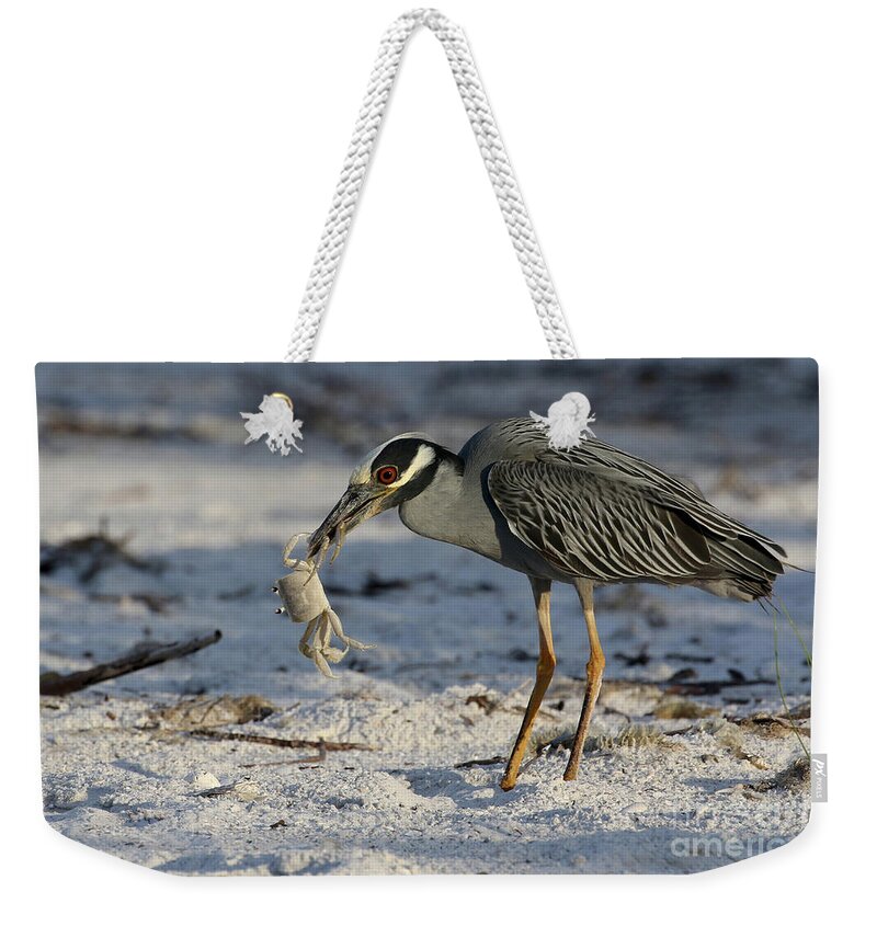 Yellow-crowned Night Heron; Birds; Florida; Cwa; Fort Myers Beach; Nature; Animals; Wildlife; Wild; Beach; Ghost Crab; Crabs; Breakfast; Weekender Tote Bag featuring the photograph Crab for Breakfast by Meg Rousher