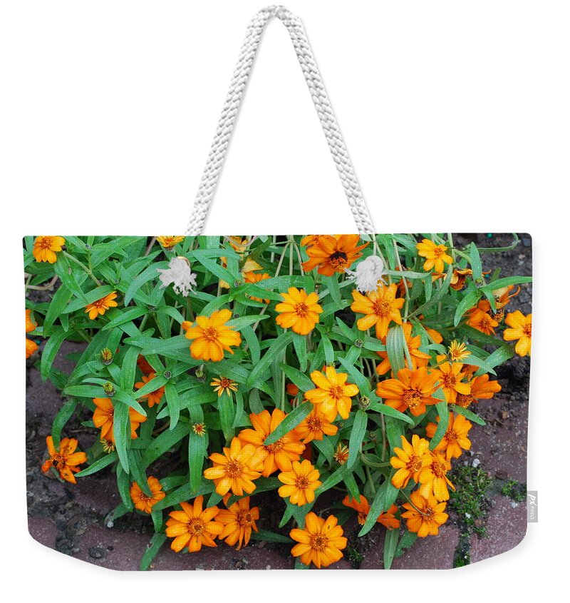 Flowers Weekender Tote Bag featuring the photograph Creeping Zinnia by Ee Photography