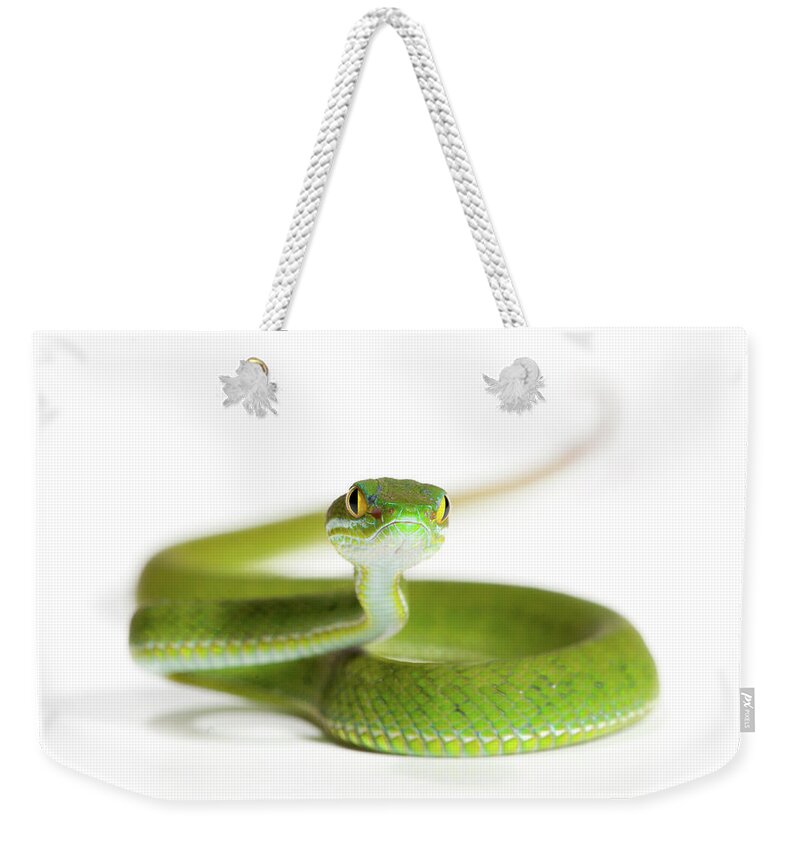 Pit Viper Weekender Tote Bag featuring the photograph Cryptelytrops Macrops by Thor Hakonsen