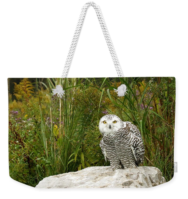 Snowy Owls Weekender Tote Bag featuring the photograph Curious Snowy Owl by Heather King