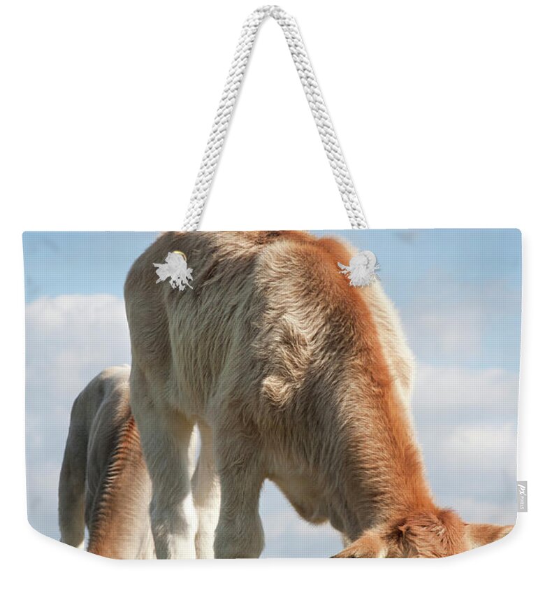 Grass Weekender Tote Bag featuring the photograph Cute Calves Grazing by Lissart