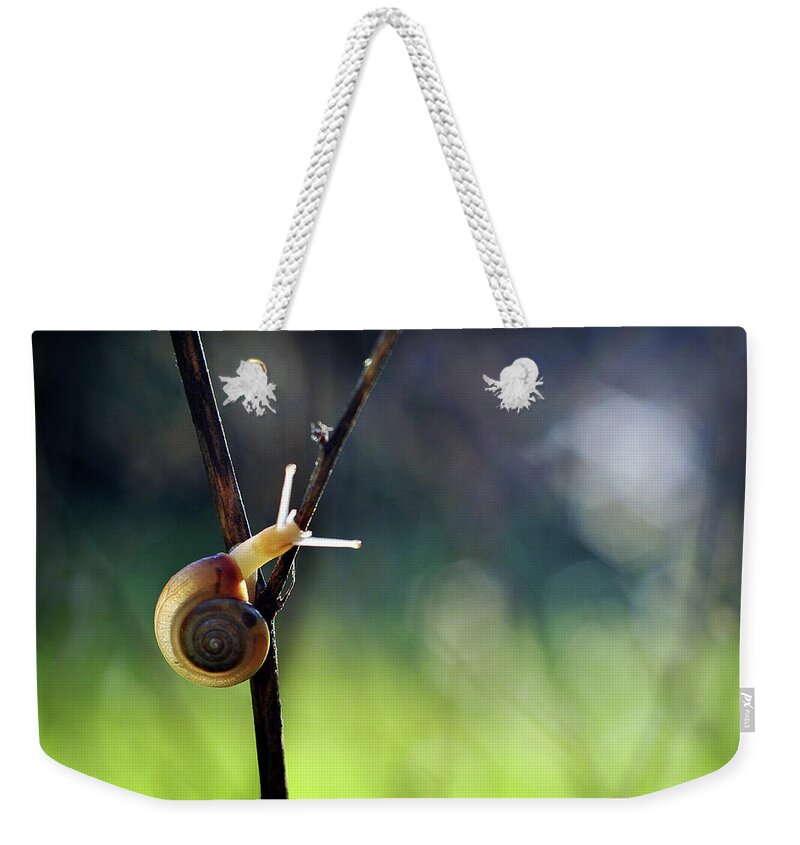 Garden Weekender Tote Bag featuring the photograph Cutie Pie by Michelle Wermuth