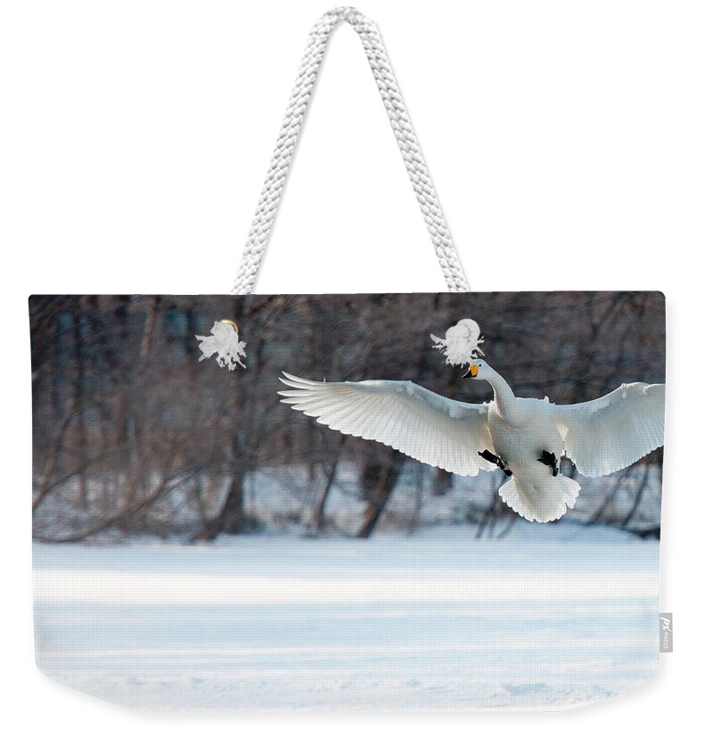 Hokkaido Weekender Tote Bag featuring the photograph Cygnus Cygnus, Whooper Swans, On A by Mint Images/ Art Wolfe