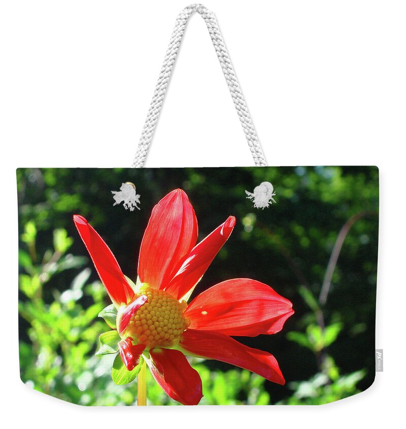 Dahlia Weekender Tote Bag featuring the photograph Dahlia 8 by Amy E Fraser