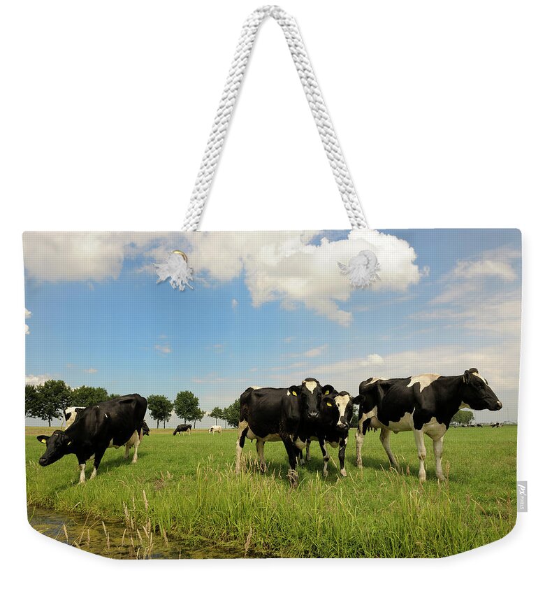 Domestic Animals Weekender Tote Bag featuring the photograph Dairy Cattle In Meadow by Pidjoe