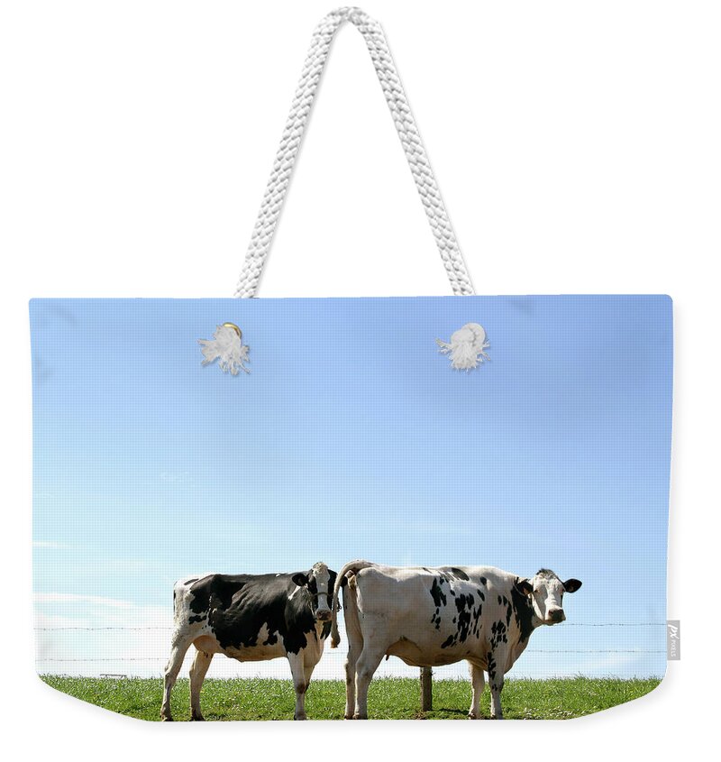 Grass Weekender Tote Bag featuring the photograph Dairy Cows Grazing by Argijale