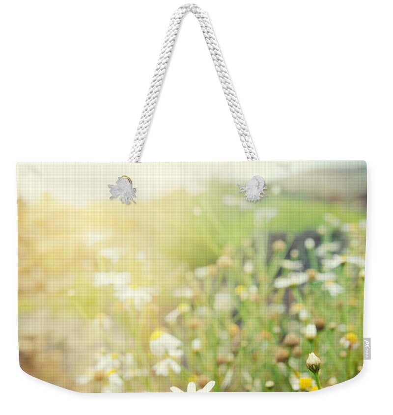 Grass Weekender Tote Bag featuring the photograph Daisy Flowers In Spring At Dusk - by Franckreporter