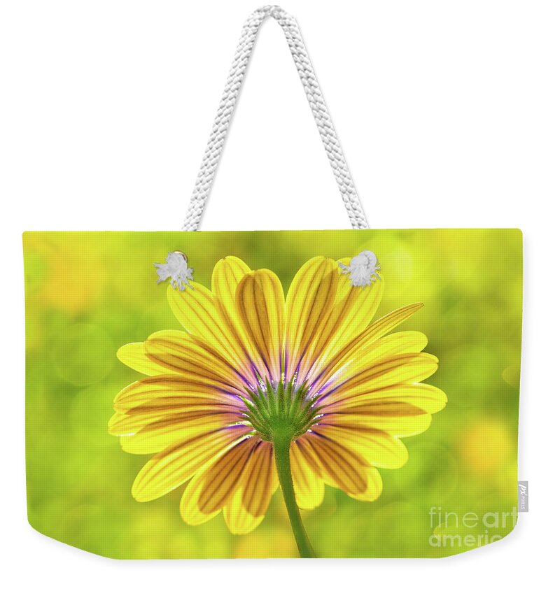 Flower Weekender Tote Bag featuring the photograph Daisy In Back Light by Mimi Ditchie