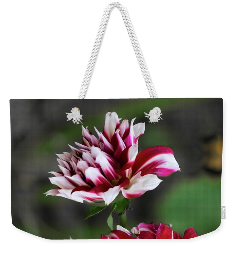 Outdoors Weekender Tote Bag featuring the photograph Dancing Dahlia by Silvia Marcoschamer