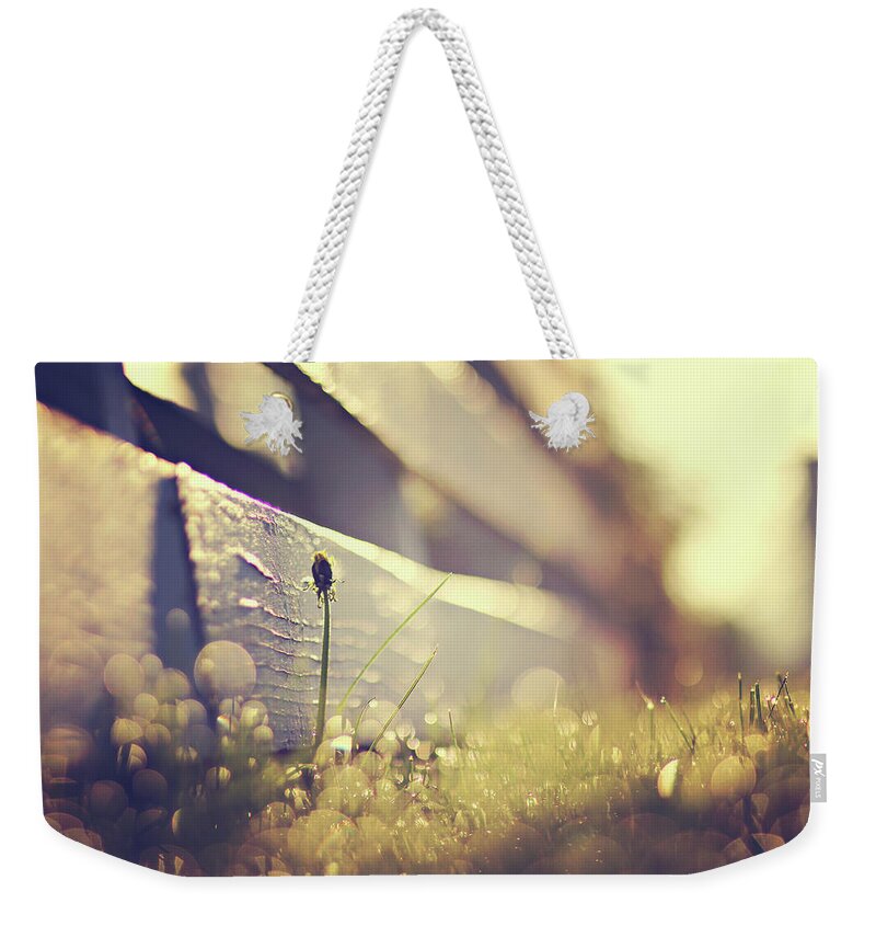 Dawn Weekender Tote Bag featuring the photograph Dandelion Under Sunshine by Amber Aiken Photography