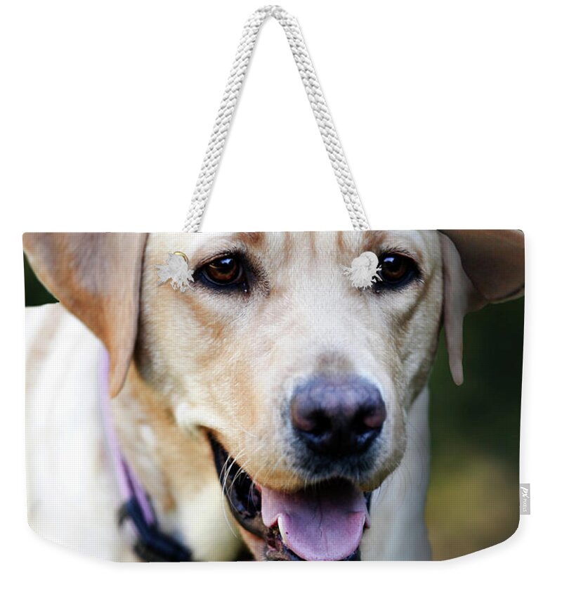 Dapper Weekender Tote Bag featuring the photograph Dapper Dog by Susan Bryant