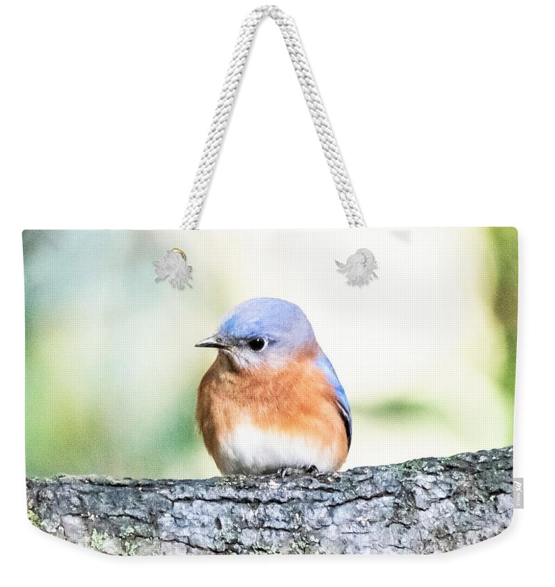 Eastern Bluebird Weekender Tote Bag featuring the photograph Darling Eastern Bluebird by Mary Ann Artz
