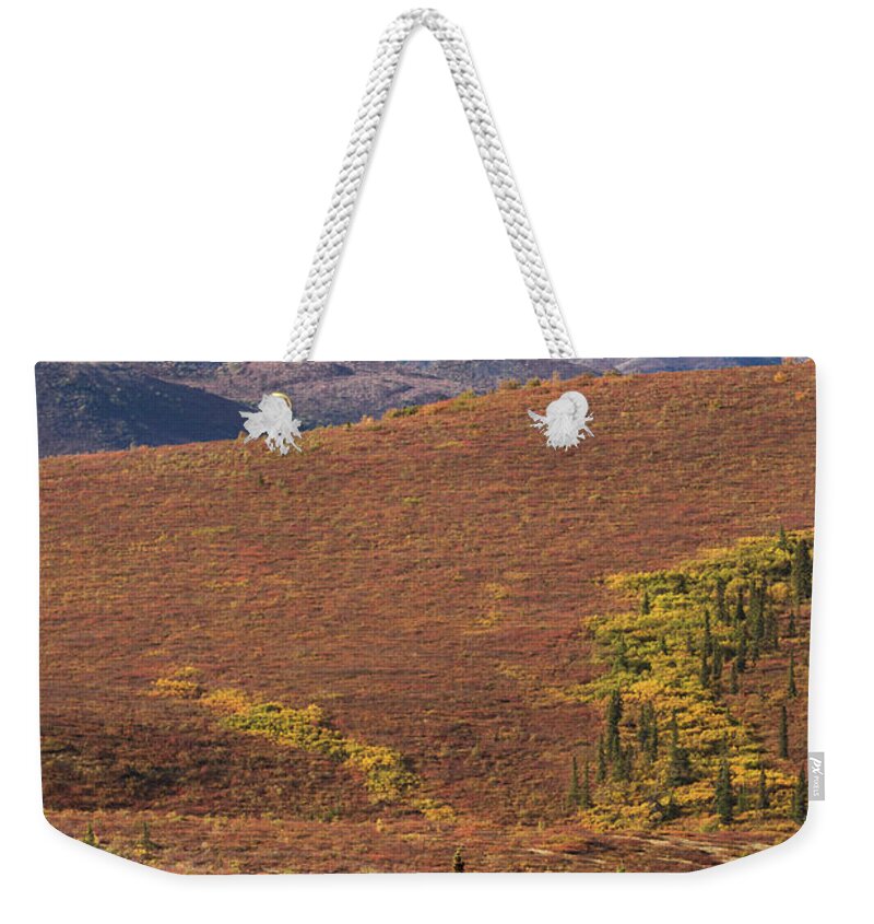 Alaska Weekender Tote Bag featuring the photograph Denali Grizzly by Tim Newton