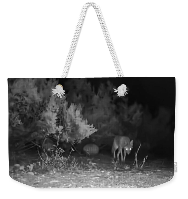 Animals Weekender Tote Bag featuring the photograph Desert Coyote Approaches at Night by Judy Kennedy
