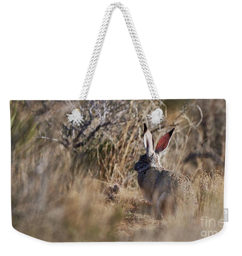 Desert Rabbit Weekender Tote Bag featuring the photograph Desert Hare by Robert WK Clark